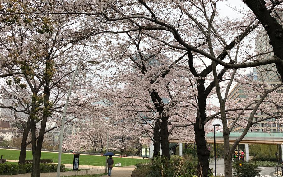 Cherry blossom trees at Tokyo Midtown